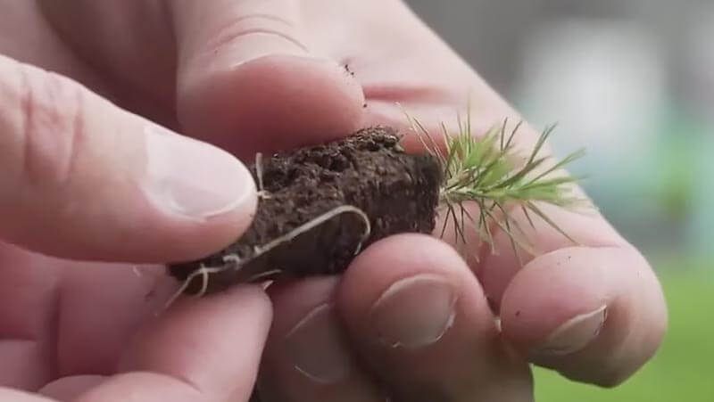 Hands holding a tree seedling