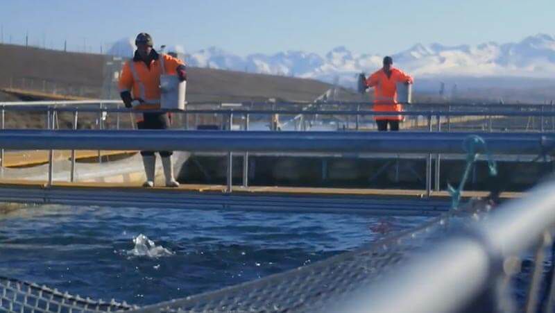 Sustainable salmon farm in New Zealand