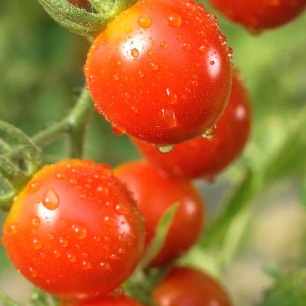 Wegmans Organic Farm Tomatoes