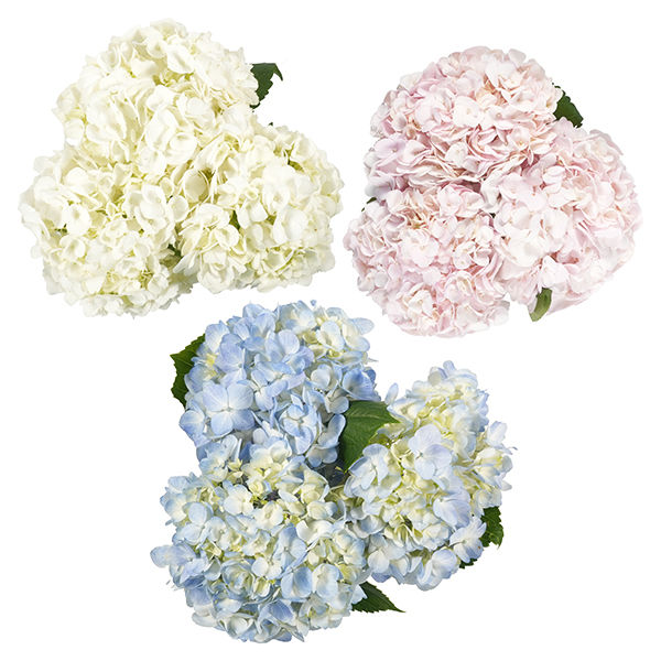 Hydrangeas (3st) | Wegmans