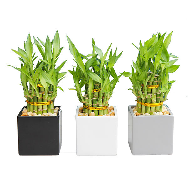 flowering snake plant Sansevieria Zeylanica Snake Plant - 6 Inch Pot main image 0