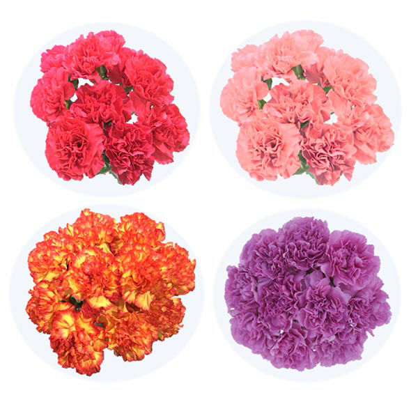 Carnations (10 Stem) | Wegmans