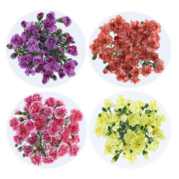 Mini-Carnations (10 Stem) | Wegmans