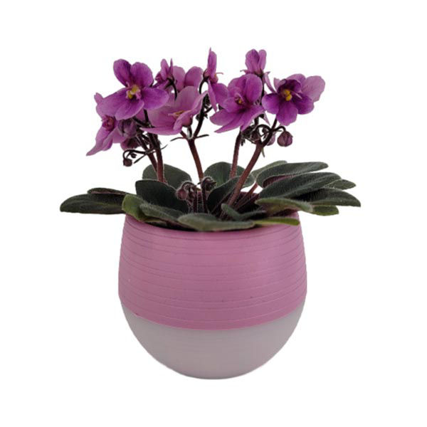 Mini African Violet, 2.5 Inches | Wegmans