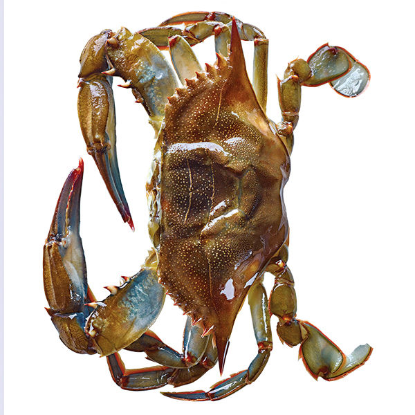 dressed blue crab Your Secret Deal