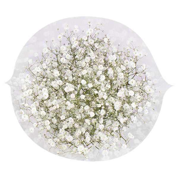 Gypsophila (Baby's Breath) | Wegmans