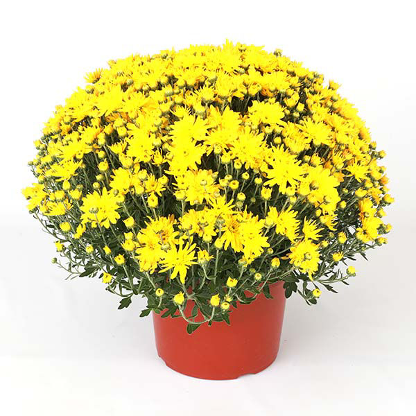 Yellow Mum, 9 Inches | Wegmans