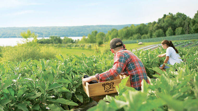 Wegmans employee at the Organic Farm
